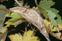 Cocoon of Cecropia moth {Hyalophora cecropia} Illinois, USA