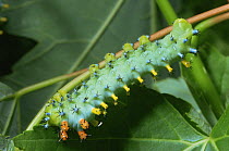 Caterpillar larva of Cecropia moth {Hyalophora cecropia} Illinois, USA