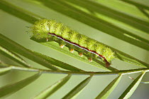 Caterpillar larva of Io moth {Automeris io} Florida subspecies, Florida, USA