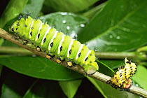 Caterpillar larva of Rothschild's atlas moth {Rothschildia jacobaeae} final instar with shed skin,