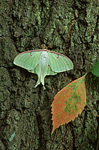 American moon / Luna moth {Actias luna} Pennsylvania, USA