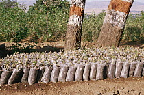 Mulberry trees ready to be planted as host food plant for the Silkworm moth {Bombyx mori} Khadi and Village Industries Commission (KVIC), Mahabaleshwar, Andhra Pradesh,  India