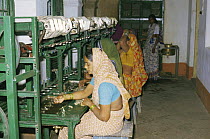 Khadi and Village Industries Commission (KVIC) production of silk from Silkworm moth {Bombyx mori} Mahabaleshwar, Andhra Pradesh, India