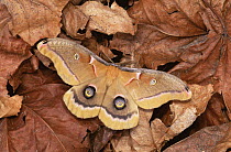 Polyphemus moth {Antheraea polyphemus} New York, USA
