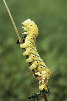 Caterpillar larva of Death's head hawkmoth {Acherontia atropos} shedding skin, captive