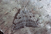 Treble bar moth {Aplocera plagiata} on silver birch bark, Scotland, UK