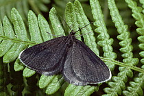 Chimney sweeper moth {Odezia atrata} Scotland, UK