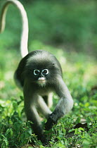 Adult Dusky Leaf Monkey (Trachypithecus obscurus) running, Thailand 1996