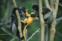 Female Dusky Leaf Monkey (Trachypithecus obscurus) attempting to take a yellow-furred newborn from its mother, Thailand 1996