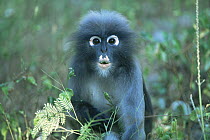 Male Dusky Leaf Monkey (Trachypithecus obscurus) eating leaves, Thailand 1996