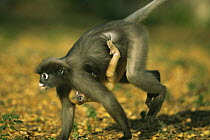 Female Dusky Leaf Monkey (Trachypithecus obscurus) running, carrying baby hanging on upside down, Thailand 1996