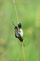 Six spot burnet moth {Zygaena filipendulae} mating pair on cocoon from which female has just emerged, UK