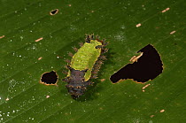 Caterpillar larva of Shag moth {Acharia sp} Madre de Dios, Peru
