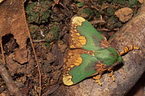 Slug caterpillar moth {Parasa pastoralis} camouflaged as dying leaf,  W Kalimantan, Borneo, Indonesia
