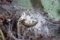 Small ermine moth {Yponomeuta padella} caterpillar larva, cocoon and communal larval web, Scotland, UK