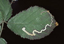 Leaf miner larva of Golden pigmy moth {Stigmella aurella} on bramble leaf, UK
