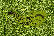 Leaf miner damage to Oak tree leaf {Quercus sp} larvae and excrement can be seen within the leaf, UK