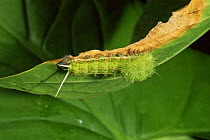 Caterpillar larva of moth, with defensive spines, Amazonia, Ecuador