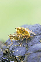 Yellow dungflies {Scathophagia stercoraria} pair mating, UK