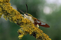 Broad bordered bee hawkmoth {Hemaris fuciformis} Spain