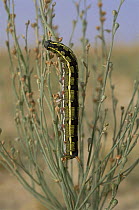 Caterpillar larva of Striped hawkmoth {Hyles / Celerio livornica} dark phase, Bahrain