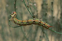 Caterpillar larva of Striped hawkmoth {Hyles / Celerio livornica} dark phase, Bahrain