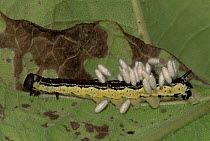 Braconid wasp cocooons parasitise caterpillar larva of Catalpa sphinx moth {Ceratomia catalpae} Washington, USA