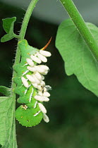 Braconid wasp cocooons parasitise caterpillar larva of Tobacco hornworm hawkmoth {Manduca sexta} Pennsylvania, USA
