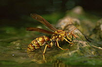 South Texas paper wasp {Polistes apachus} drinking, Texas, USA