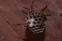 South Texas paper wasp {Polistes apachus} adults at nest, Texas, USA