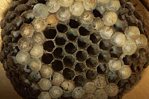 Wasp nest of Paper wasp {Polistes fuscatus} USA