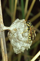 Paper wasp on nest, Germany