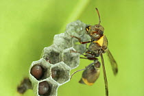 Wasp tending larvae in nest, Kenya