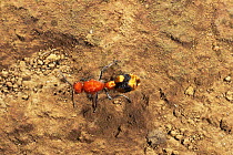 Velvet ant (wingless wasp) {Mutillidae} Ankarana SR, Madagascar