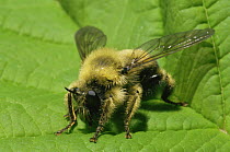 Sacken's bee hunter {Laphria sackeni} mimics a bee and preys on them, USA