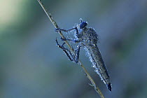 Robber fly {Neoitamus cyanaurus} covered in dew, Belgium