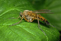 Snipe fly {Rhagio scolopacea} Scotland, UK