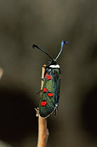 Burnet moth {Zygaena lavandula} Spain