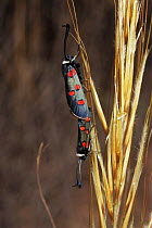 Burnet moth {Zygaena lavandula} mating pair, Spain