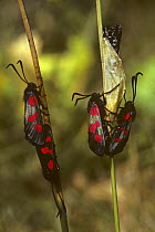 Six spot burnet moths (Zygaena filipendulae) adults mating on emergence from pupae, Wiltshire, UK
