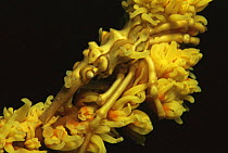 Spider crab / Mickey mouse crab {Xenocarcinus tuberculatus} camouflaged on whip coral, Indo Pacific