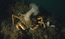Spiny spider crab {Maja squinado} with Pulmose anemone, UK