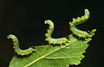 Three Willow sawfly larval caterpillars feeding on leaf (Neodiprion salicis) Scotland, UK
