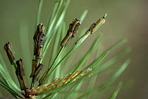 Sawfly larvae {Tenthredo genus} on Scots pine needles, Connecticut, USA