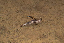 Sand wasp {Ammophila beniniensis} female carrying caterpillar to hole in sand, Ankarana SR, Madagascar