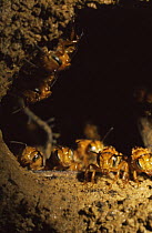 Bees {Trigona mombula} building nest, Amazonia, Ecuador