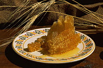 Comb honey from Honey bee {Apis mellifera} on plate ready for eating, Spain