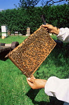 Beekeeper showing Honey bees {Apis mellifera} on honeycomb from hive, UK