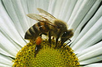 Vestal cuckoo bee (Bombus vestalis) feeding on flower with pollen sac on leg, Germany
