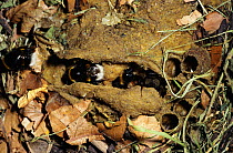 Buff tailed bumble bees {Bombus terrestris} in nest on ground, Germany